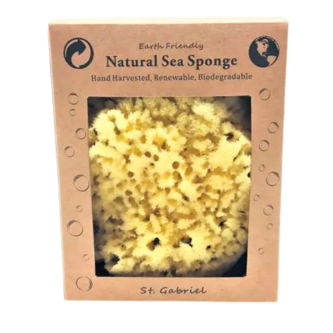 Sea Sponge
