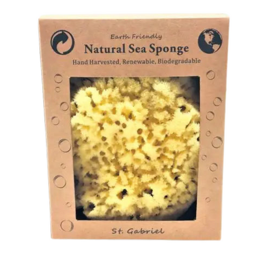 Sea Sponge